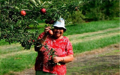 Picking Apples