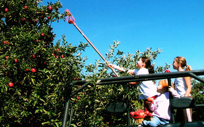 Picking Apples